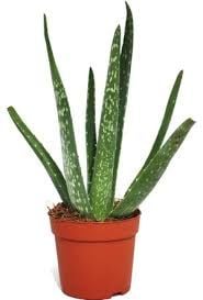 ALOE VERA